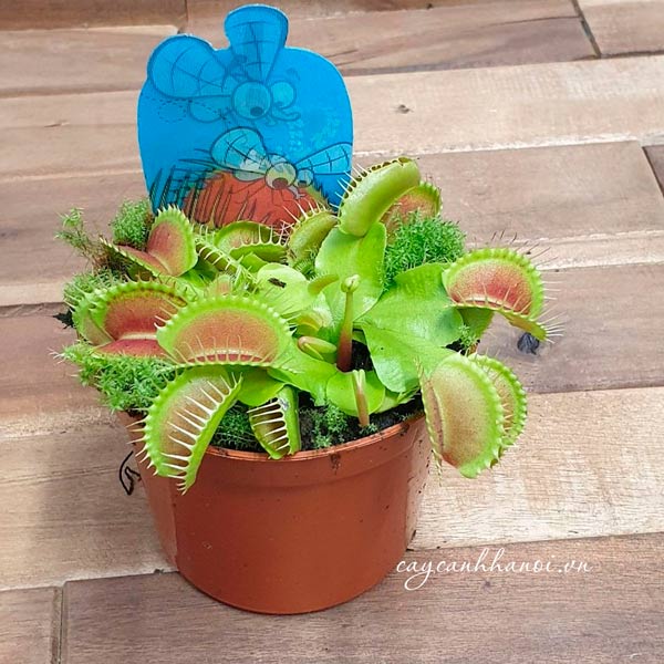 Hạt Giống Cây Ăn Thịt Bẫy Kẹp Bắt Ruồi gói trên