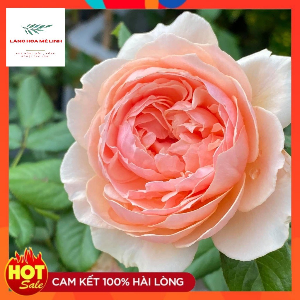 Hoa hồng ngoại Masora rose[ĐẸP NHẤT - HOT  NHẤT] màu vàng mộng mơ , mùi hương hoa quả .