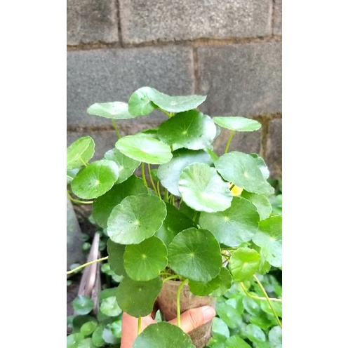 Chậu cây cỏ đồng tiền