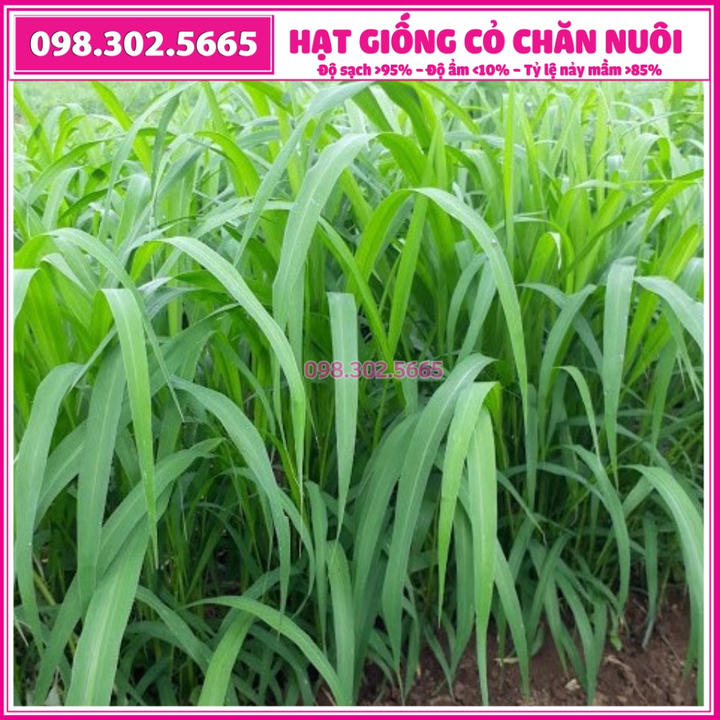 Combo 0,5kg cỏ xả Mobasa Ghine và 0,5kg cỏ Ngô Sudan Super BMR