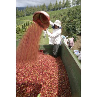 500G CÀ PHÊ ROBUSTA RANG MỘC - IN TIME COFFEE