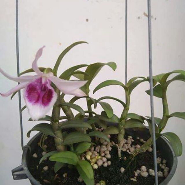 Di linh xuân tím