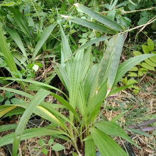 Chu đinh lan hoa màu trắng tím
