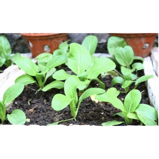 Hạt giống Cải Chít 20gr ~4000 Hạt