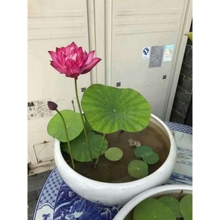 hạt giống sen mini nhật nhiều màu