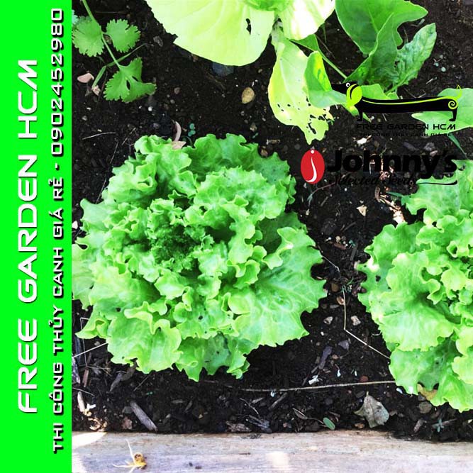 COMBO 100 HẠT GIỐNG XÀ LÁCH MUIR – Johnny’s Seed – Mỹ