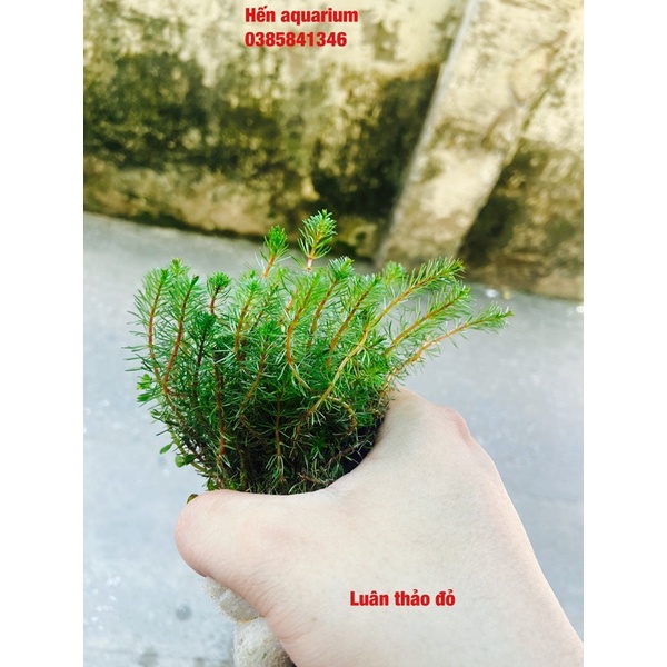 Cây thuỷ sinh luân thảo đỏ - siêu khoẻ và dễ sống combo 8️⃣ k /10 cây