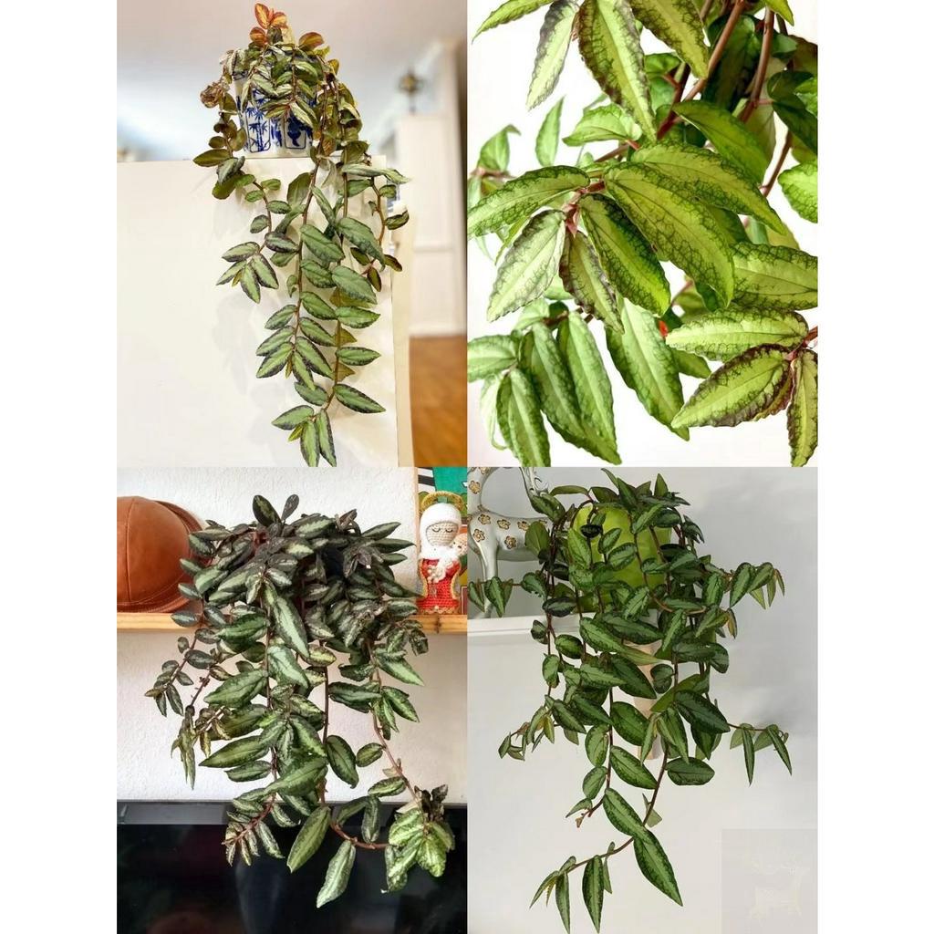 Cây giống thằn lằn nhung