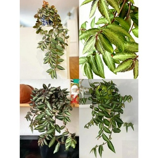 cây giống thằn lằn nhung ( sam đá Pellionia repens)