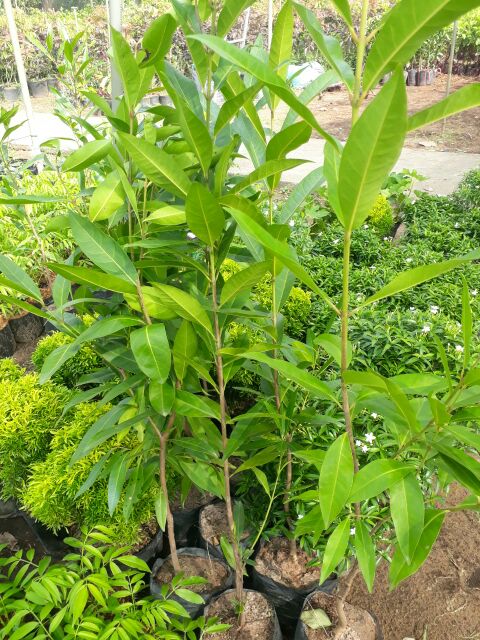 Cây Vối nếp cây cao