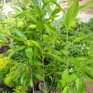 Cây Vối nếp mùi thơm vị không đắng