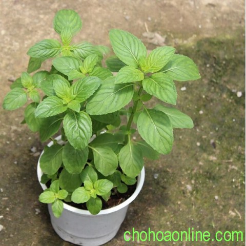 cây Bạc hà Âu Euro mint- bạc hà thơm