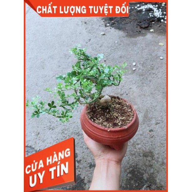 Chậu Cây Cần Thăng