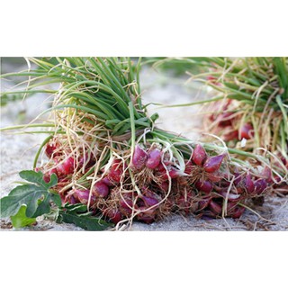 Hành Tím Lý Sơn- Thơm Ngon- Chính Hiệu Đảo Lý Sơn Quảng Ngãi 500 gr