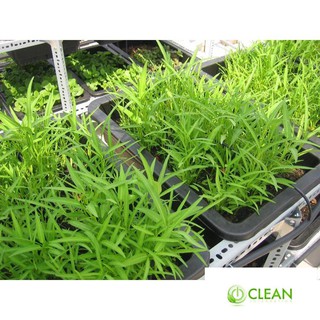 Giống rau muống 10g