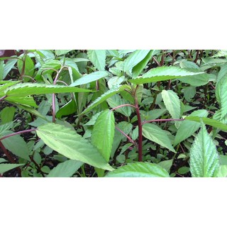 Gói 20g hạt giống rau đay đỏ