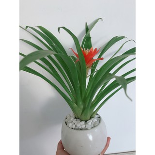 Chậu cây phong lộc hoa