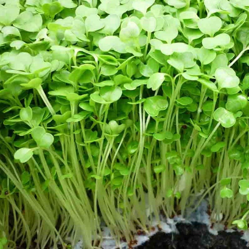 HẠT MẦM CẢI BẸ XANH - GÓI 50 GRAM