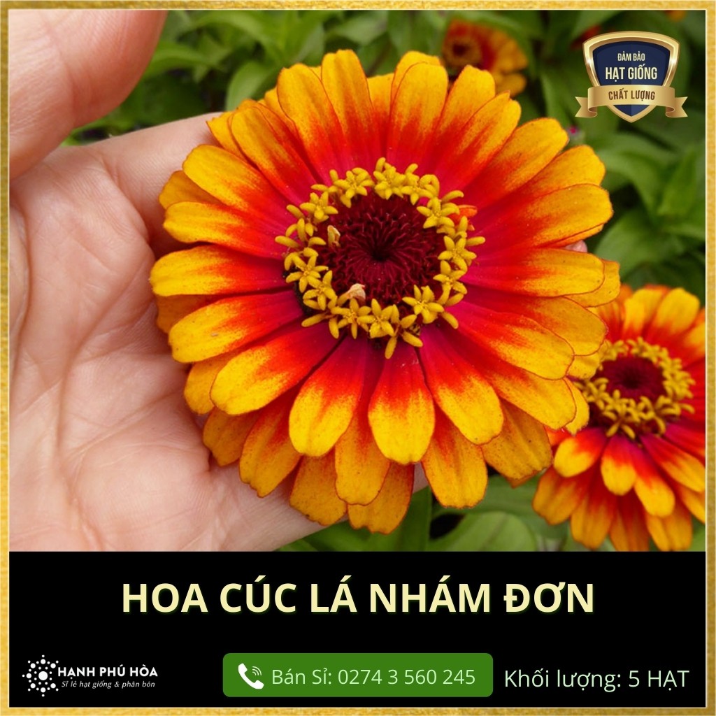 Hạt Giống Hoa Cúc Lá Nhám Đơn Floralseed Vietnam - Hoa kiểng- Cây Cảnh - Xuất xứ Nhật Bản- 5 hạt-Dễ trồng-Hoa Đẹp