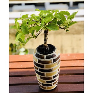 Chậu dâu tằm bonsai