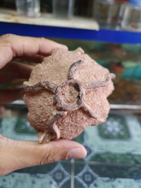 CẢNH NHÀ TRANG TRÍ HỒ CÁ NON BỘ CAO 8CM