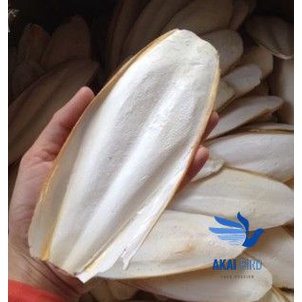 Nang Mực, Mai Mực Size To  Cho Vẹt, Chim Cảnh...