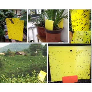 16 miếng Bẫy dính côn trùng màu vàng