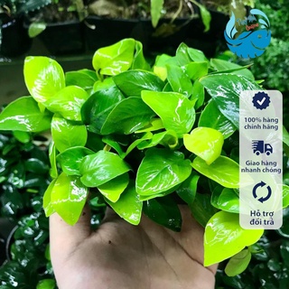 Cây ráy nana lá lớn, ráy hoa, ráy lá tròn dán lũa, trang trí bể thuỷ sinh