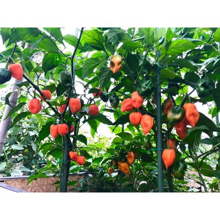[Hạt Giống Mỹ] Ớt Siêu Cay Habanero Cam (Gói lẻ 10 hạt)