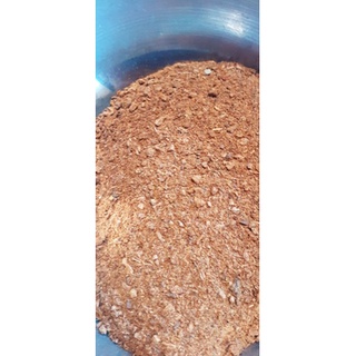 700gram hạt gáo vàng giống