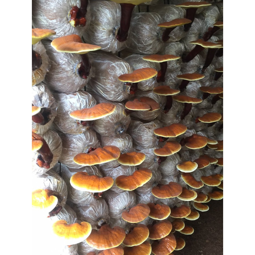 [Mã GROSALE2703 giảm 8% đơn 250K] Nấm linh chi đỏ còn nguyên bào tử Mộc Sơn túi 250g 500g | BigBuy360 - bigbuy360.vn