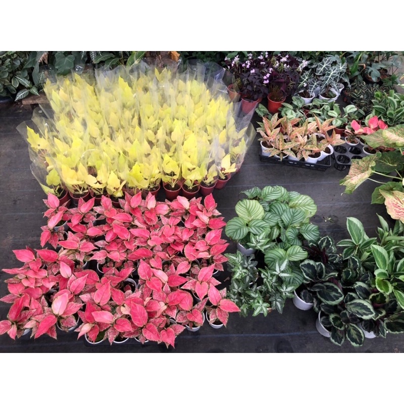 🍀Philodendron Warscewiczii ‘Aurea Flavum’  trầu bà vàng