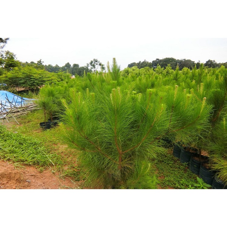 CÂY THÔNG CARIBE GiỐNG