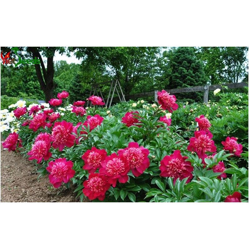 Hạt Giống Hoa Mẫu Đơn Mix Đủ Màu