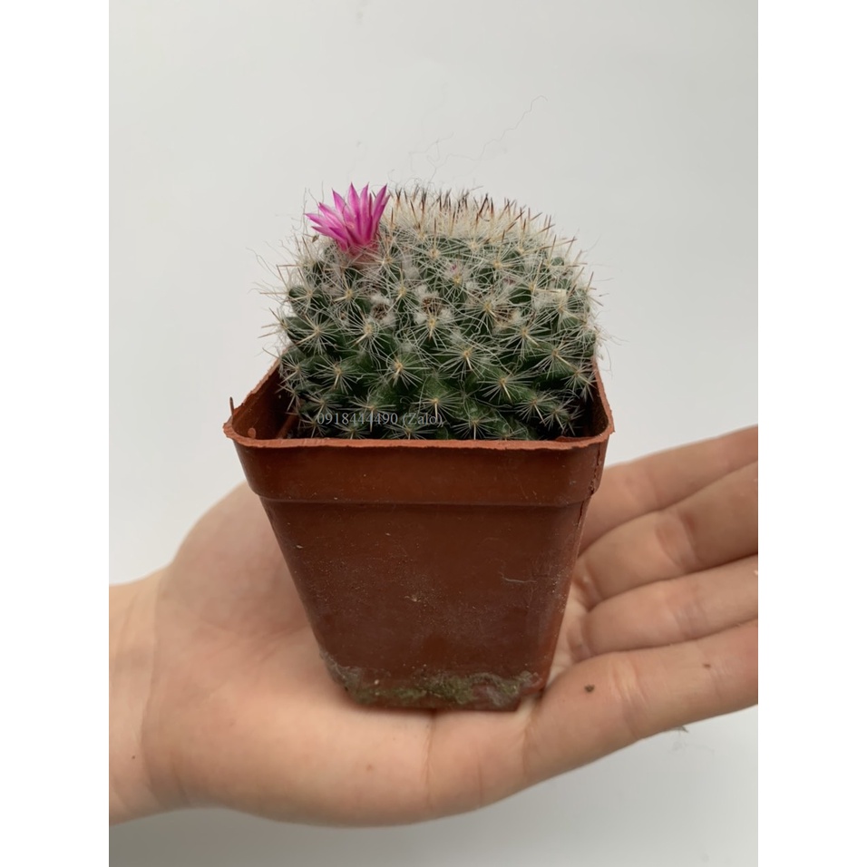 Cây xương rồng cỡ trung 5-8cm sống khỏe
