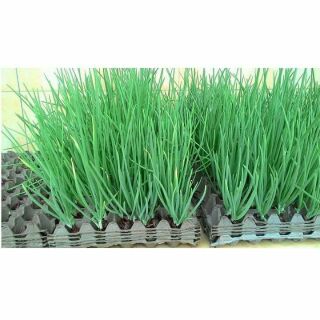 Hạt giống hành lá cao sản