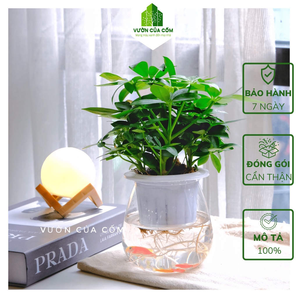 Cây ngũ gia bì thủy sinh để bàn kèm chậu nhựa trong mang phong thủy tài lộc , may mắn cho gia chủ .