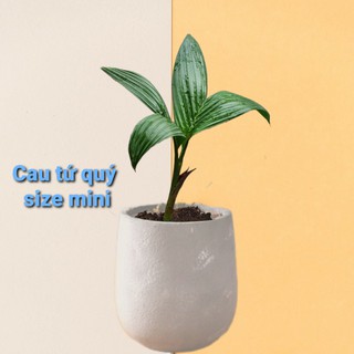 [Areca Catechu] Cây cau tứ quý, tứ thời, bốn mùa, cau lùn size đển bàn, cây kiểng trưng ngày Tết hàng năm