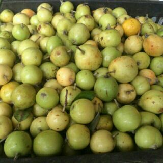 1kg táo mèo tươi