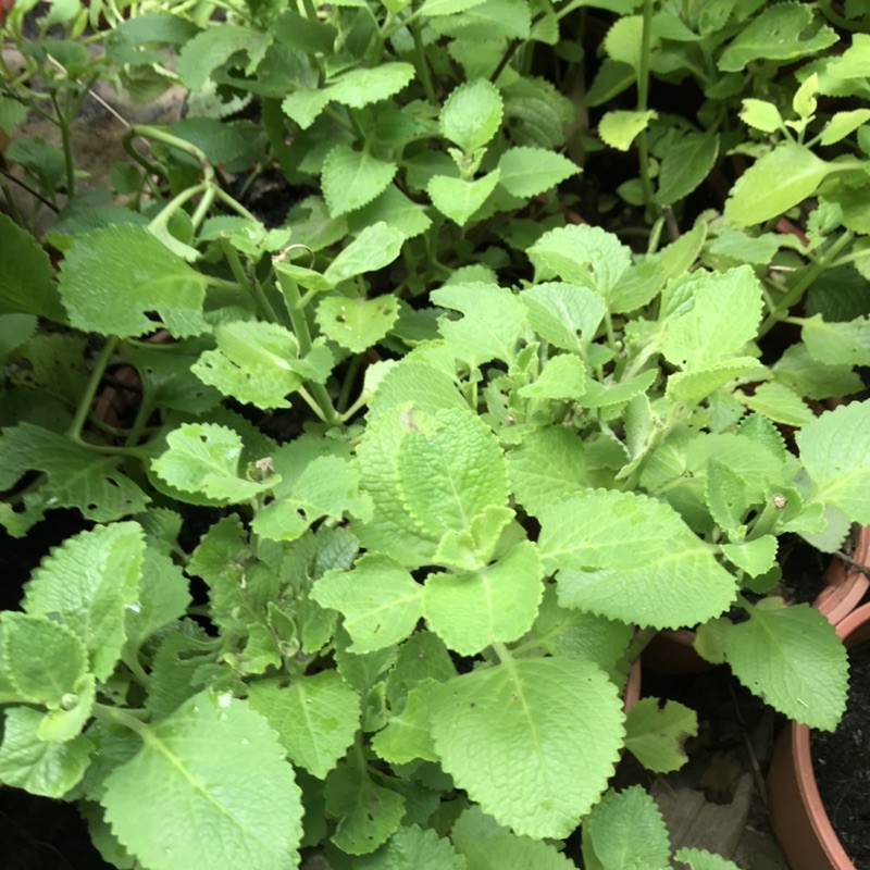 Cây húng chanh / tần dày lá - có rễ, bầu đất