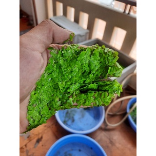 Bèo Tấm Sinh Sản Tốt 10k 1 Nắm tay nhé