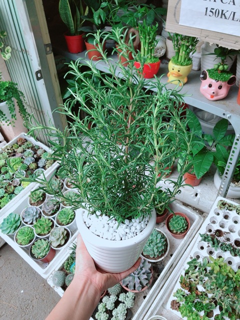 Chậu hương thảo