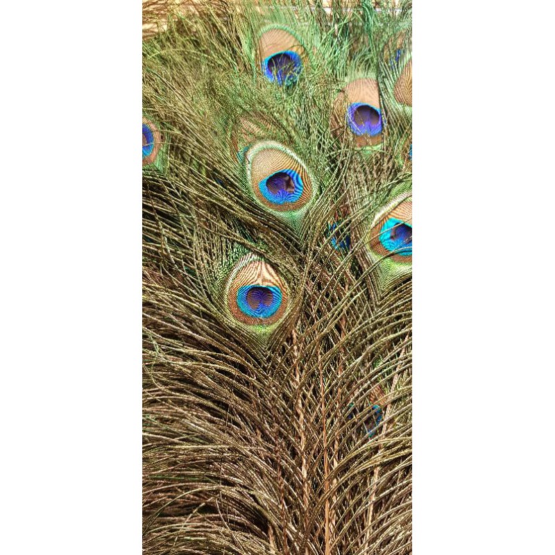 combo 108 lông công phong thủy dài 80-100cm (ảnh thật) | BigBuy360 - bigbuy360.vn