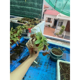cây nắp ấm gaya