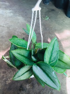 TRẦU BÀ NGỌC TRAI MINI
