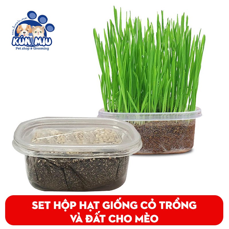 Set hộp hạt giống cỏ trồng và đất cho mèo - Set hạt giống cỏ Kún Miu