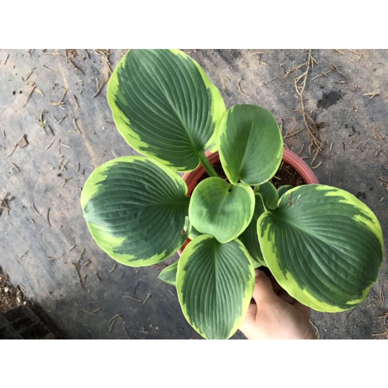 Combo cây hosta