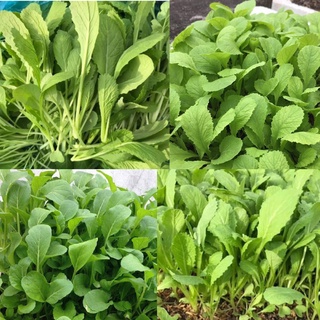 Gói 20 Gram hạt giống rau cải canh ăn non