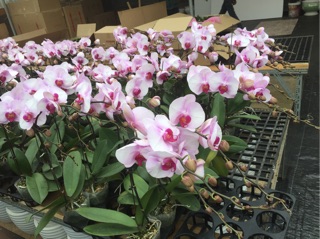 Lan hồ điệp đại bầu 3.5