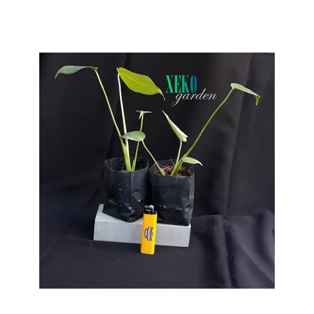 CÂY GIỐNG TRẦU BÀ NAM MỸ - MONSTERA DELICIOSA